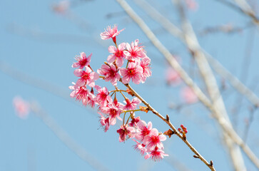 Wild Himalayan Cherry (Prunus cerasoides) 