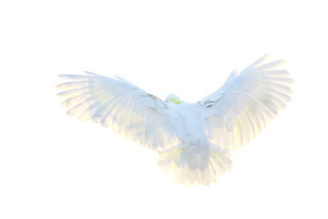 Beautiful feathers on the back of cockatoo parrot isolated on transparent background png file
