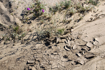 soil in the ground