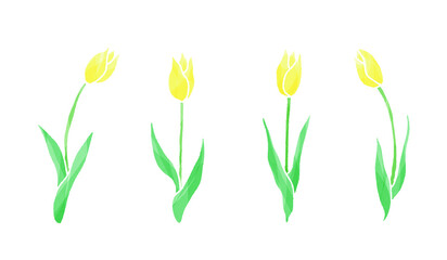 ４本の黄色いチューリップのイラスト（輪郭線：鉛筆）