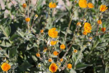 Orange Flowers in the Meadow