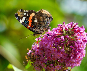 butterfly on flower