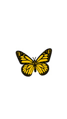 butterfly isolated on white