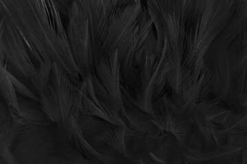 Beautiful black grey bird feathers pattern texture background.