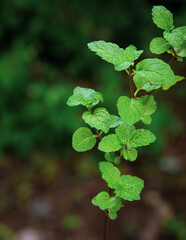 Mint leaves in the garden. Copy space.