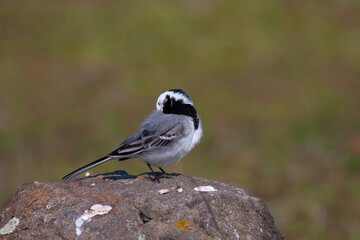 little bird watching around on the stone, White Wagtail, Motacilla alba