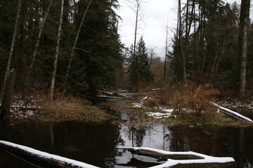 A pond surrounded by trees and red bushes