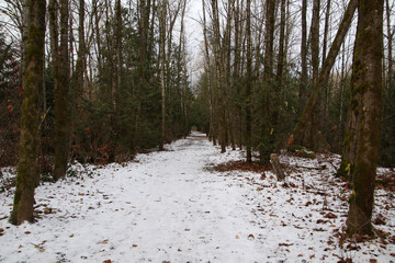 A trail running through evergreen trees
