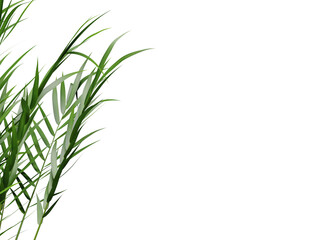 Fototapeta na wymiar Green leaf frame of palm tree on transparent background, 3d render illustration.