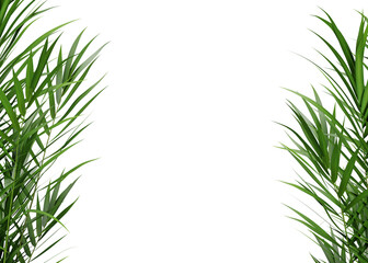 Green leaf frame of palm tree on transparent background, 3d render illustration.
