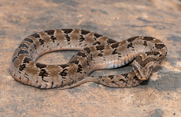 Obraz premium Rhombic night adder (Causus rhombeatus)