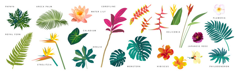 Vector realistic tropical leaves and flowers with names isolated on white background. Monstera, heliconia, hibiscus, areca palm, cordyline, water lily, philodendron. Artistic botanical illustration © babayuka