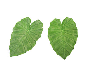 Elephant Ear or  Colocasia esculenta leaves. Close up green leaves of Elephant Ear tree isolated on transparent baclground.