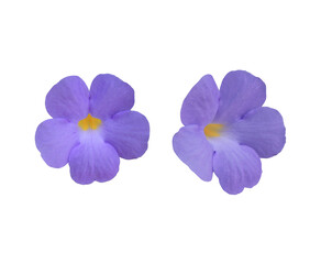 Thunbergia erecta or Bush clock vine flowers. Close up blue-purple flower bouquet isolated on transparent background.