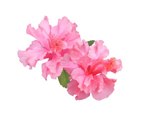 Shoe Flower or Hibiscus or Chinese rose flower. Close up of pink hubiscus flower bouquet isolated on transparent background.
