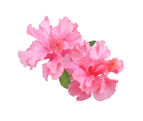 Shoe Flower or Hibiscus or Chinese rose flower. Close up of pink hubiscus flower bouquet isolated on transparent background.
