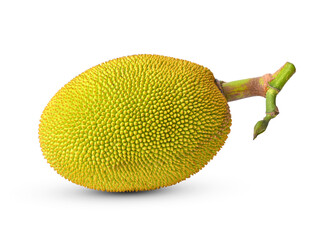 Young jackfruit with leaf isolated on white background