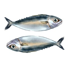 fresh fish on white background