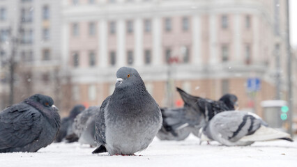 pigeons walk in the snow in winter, freeze from the cold in the cold during a blizzard