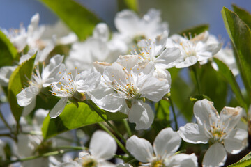 white flowers fruit trees closeup spring nature