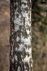 white birch trunk birch forest in winter