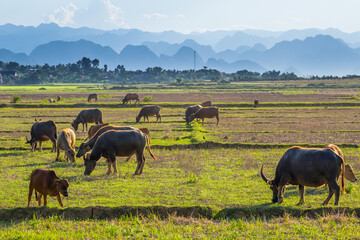 Distant view of water buffalo in a field with mountains in the distance at Phong Nha in Vietnam