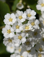spring bloom white flowers fruit trees