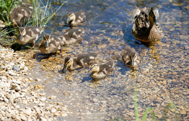 Ducks swim in the river, nature in the pond.