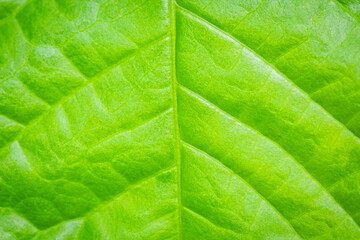 Close up macro green leaf texture background