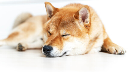 Cute female pedigree shiba inu dog with red fur sleeping in human bed with pink sheets, closeup with natural light from window. Dreamy peaceful.