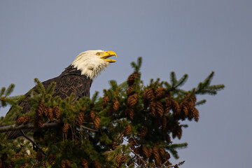 2023-02-01 A MATURE BALD EAGLE IN A TREEE TOP WITH ITS BEAK OPEN AND A BRIGHT EYE ON CAMANO ISLAND WASHINGTON
