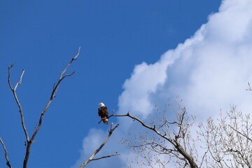 bald eagle in the tree by clouds