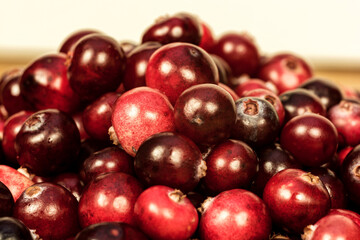 Ripe red berries of cranberries are photographed close-up