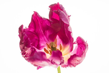 Obraz na płótnie Canvas nice tulips in the vase