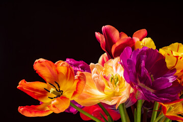 nice tulips in the vase