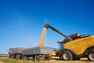 Yellow combine harvester pouring grain into tractor trailer. Harvest season.