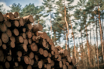 Tree logs in the forest. Stack of chopped woods stack