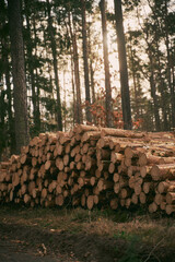 Tree logs in the forest. Stack of chopped woods stack