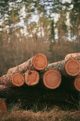 Lumber stored in stacked piles in forest. Close up of wooden logs sorted.