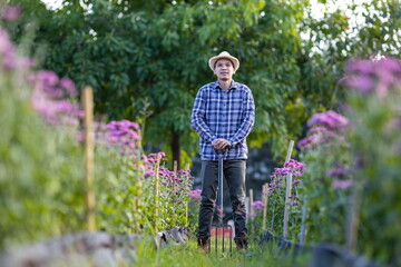 Asian gardener holding garden fork while working in purple chrysanthemum farm for cut flower business concept