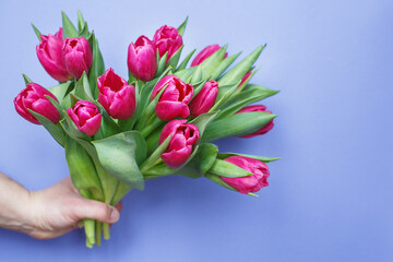 mans hand holding bouquet of fresh flowers tulips on purple blue background.