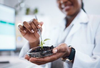 Black woman, science and laboratory plants in Petri dish for agriculture study, sustainability...