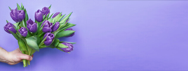 mans hand holding bouquet of fresh flowers tulips on purple background.