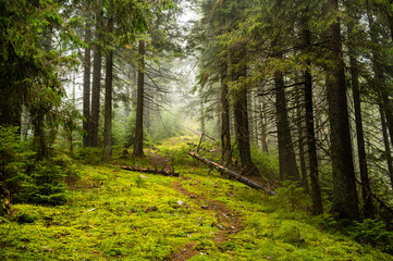 Mysterious path full of roots in the middle of wooden coniferous forrest, surrounded by green...