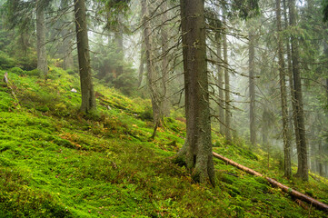 Panorama of foggy forest. Fairy tale spooky looking woods in a misty day. Cold foggy morning in horror forest