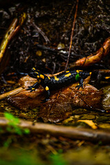 A fire salamander (Salamandra salamandra) in a forest
 - obrazy, fototapety, plakaty