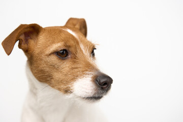 Curious interested dog on white background. Jack russell terrier closeup portrait. Funny pet