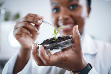 Science laboratory, black woman and plants in Petri dish for agriculture study, sustainability...