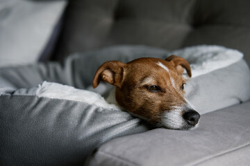 Close up portrait of cute dog lying on sofa and looking at window. Bored lonely pet sleeping at home.