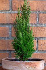 Fototapeta na wymiar Cupressus macrocarpa Wilma. Cypress. Small potted ornamental conifer.